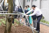 Làm xanh thêm không gian sống trên địa bàn Giảng Võ